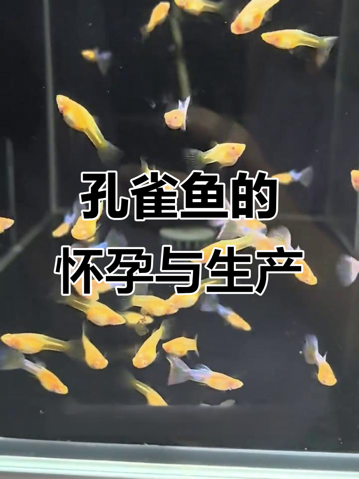 孔雀鱼如何受孕?繁殖技巧全揭秘