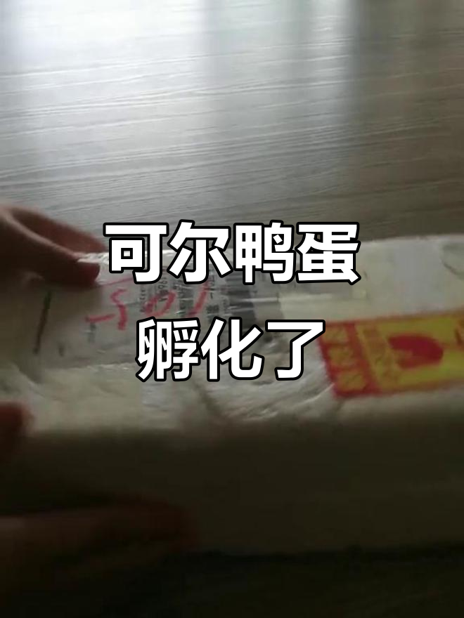 柯尔鸭蛋孵化全过程,小心打开查看!