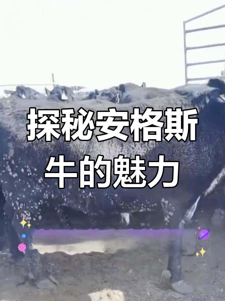 安格斯牛:雪花牛肉背后的秘密与市场挑战