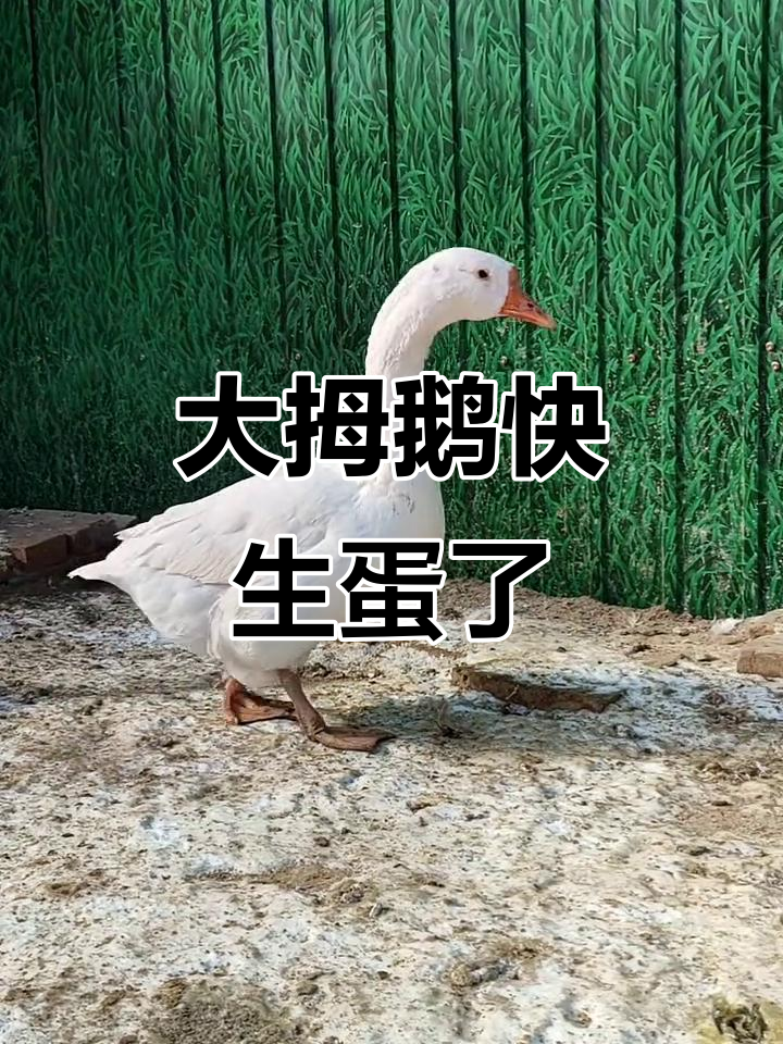 河北村花即将产蛋,大拇鹅母子齐登场