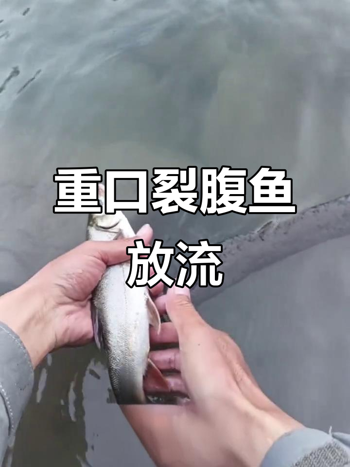 钓到重口裂腹鱼,国家二级保护放流