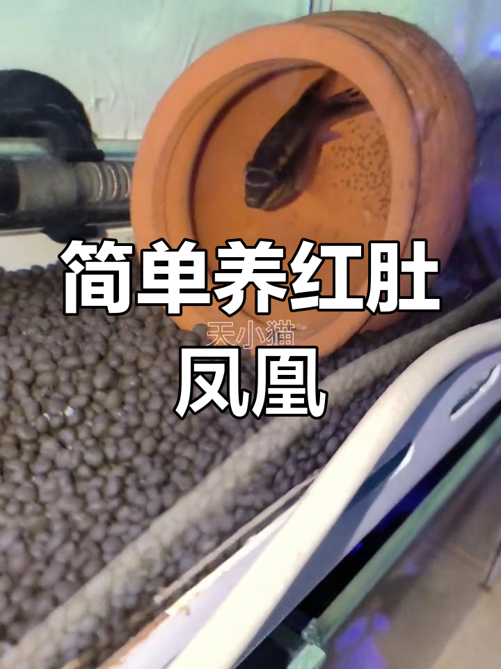 红肚凤凰鱼繁殖过程揭秘,轻松饲养技巧