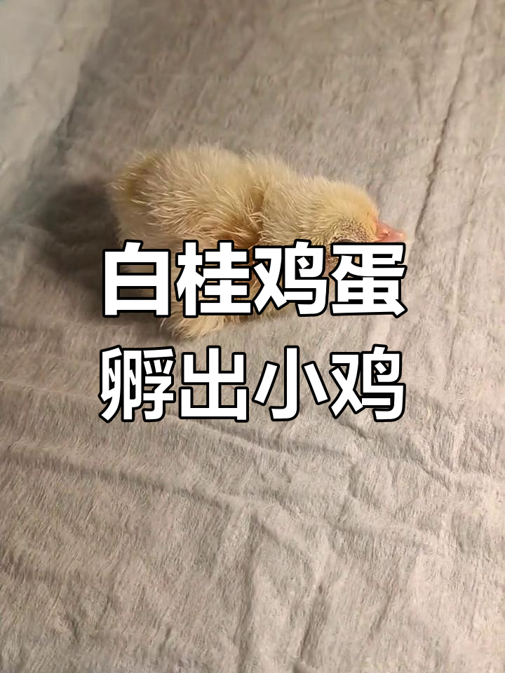 白桂鸡孵化全过程，21天破壳萌态十足