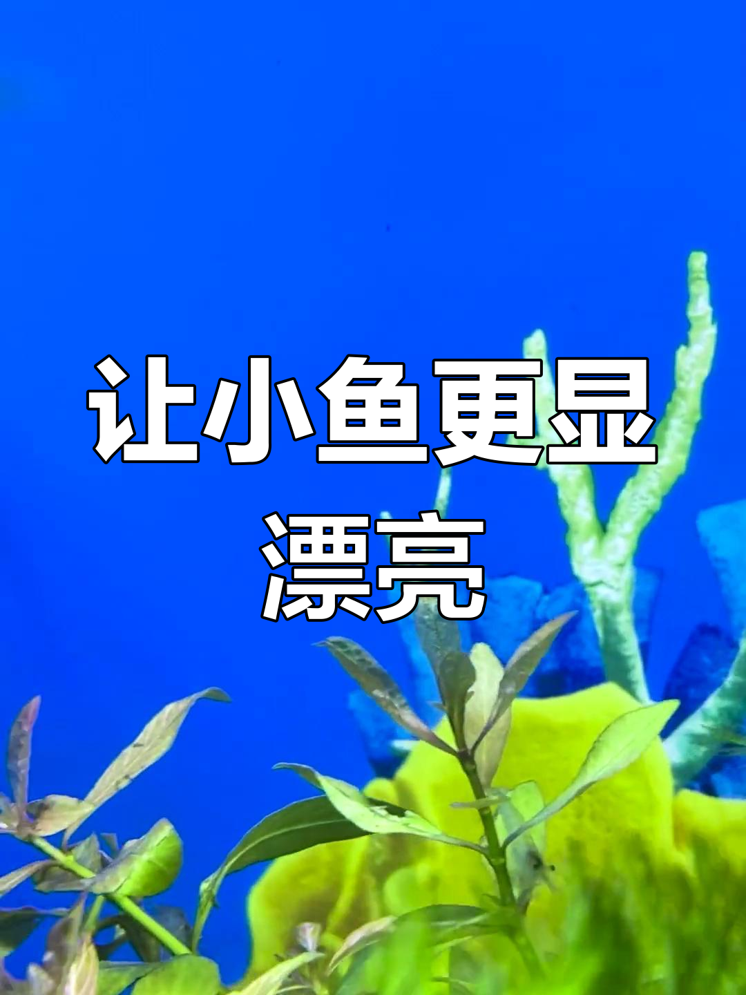 鱼缸背景贴画,让鱼儿更清晰