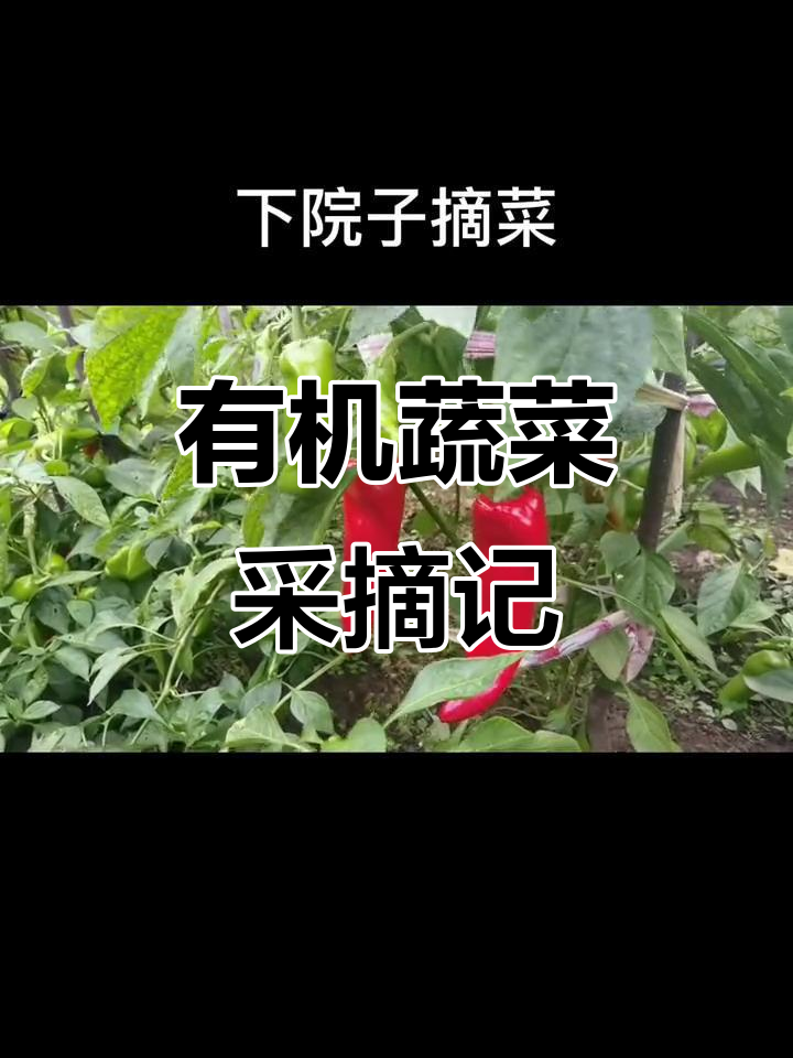 纯绿色辣椒与小茄子的田园美味，大连有机蔬菜大揭秘