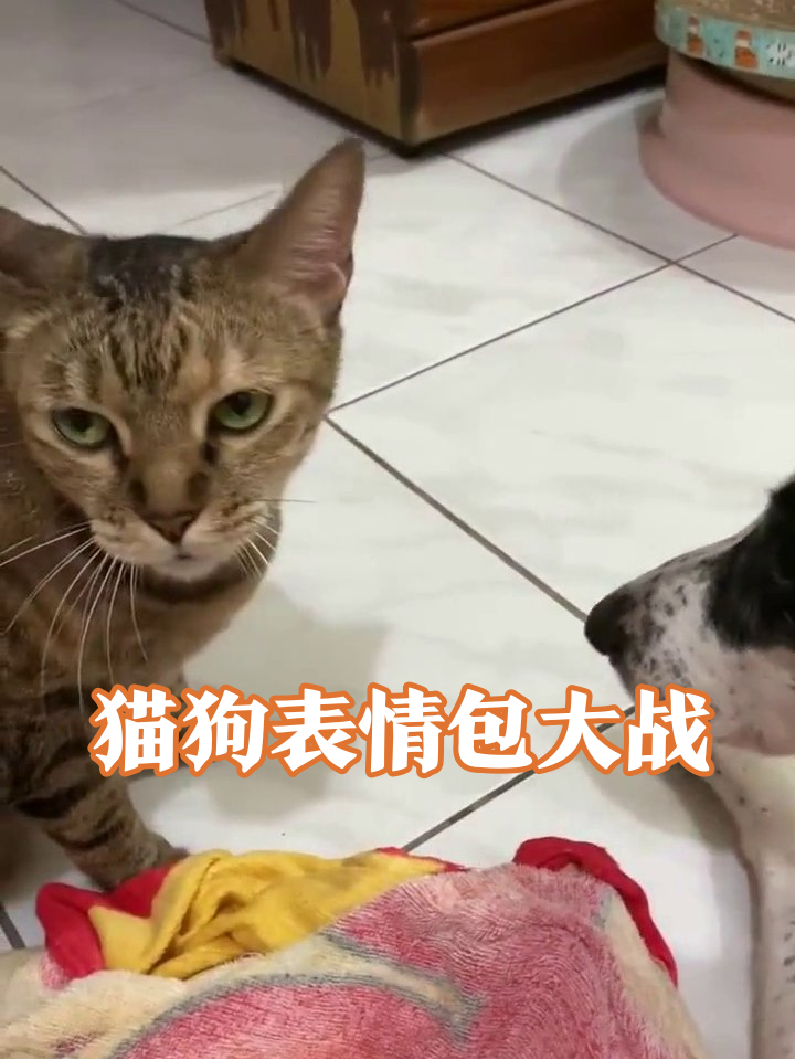 猫主子怒视粘毛器,狗子躺枪成表情包