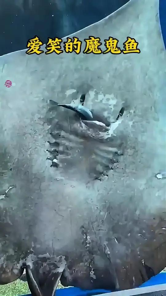微笑背后的魔鬼鱼竟藏着这般痛苦