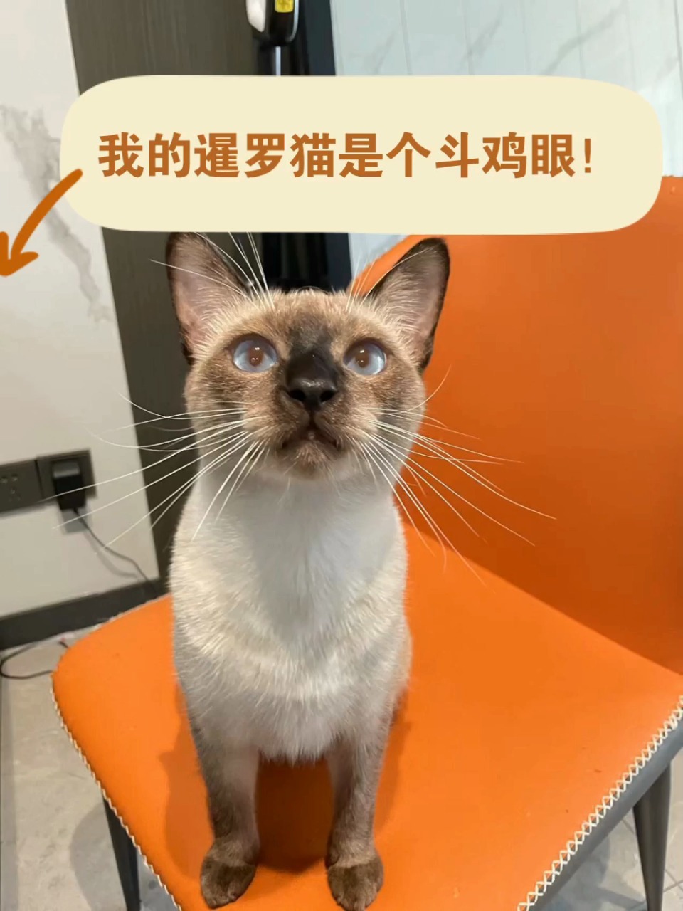 养猫界‖科普003,暹罗猫:斗鸡眼不是弱智