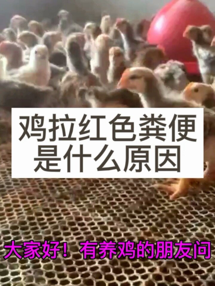 鸡拉红色粪便是什么原因 鸡拉血便用什么 鸡