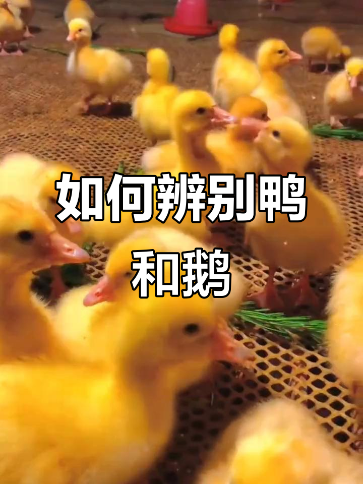 鸭子和鹅怎么区分？学会这3个技巧轻松分辨