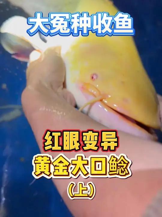 专收稀有变异鱼！江西拿下10斤红眼黄金大口鲶，独眼有点遗憾！感谢总的成人之美！#豆鱼 #鲶