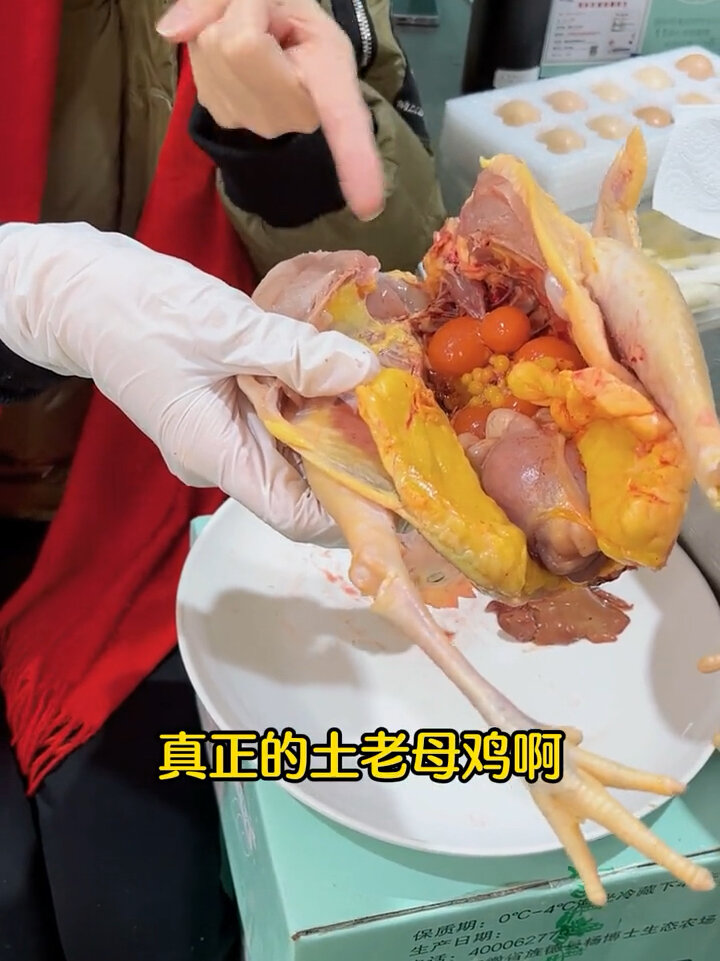 真正的土老母鸡