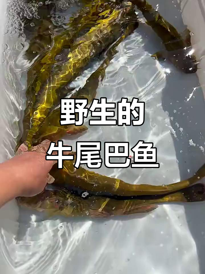 牛尾巴鱼大揭秘,野生原生态美味来袭