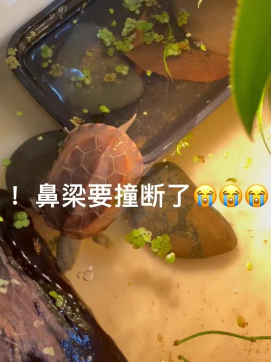 好气哦,草龟宝宝被金苔鼠鱼打了