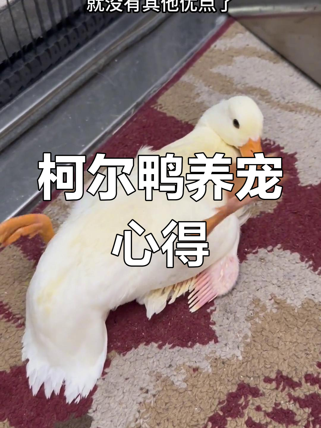 养柯尔鸭的代价:可爱背后的挑战