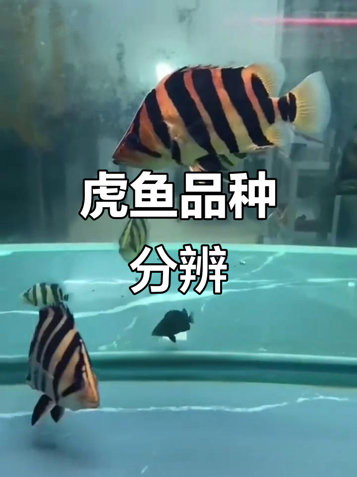 虎鱼品种大揭秘:从泰国到孟加拉,全攻略!