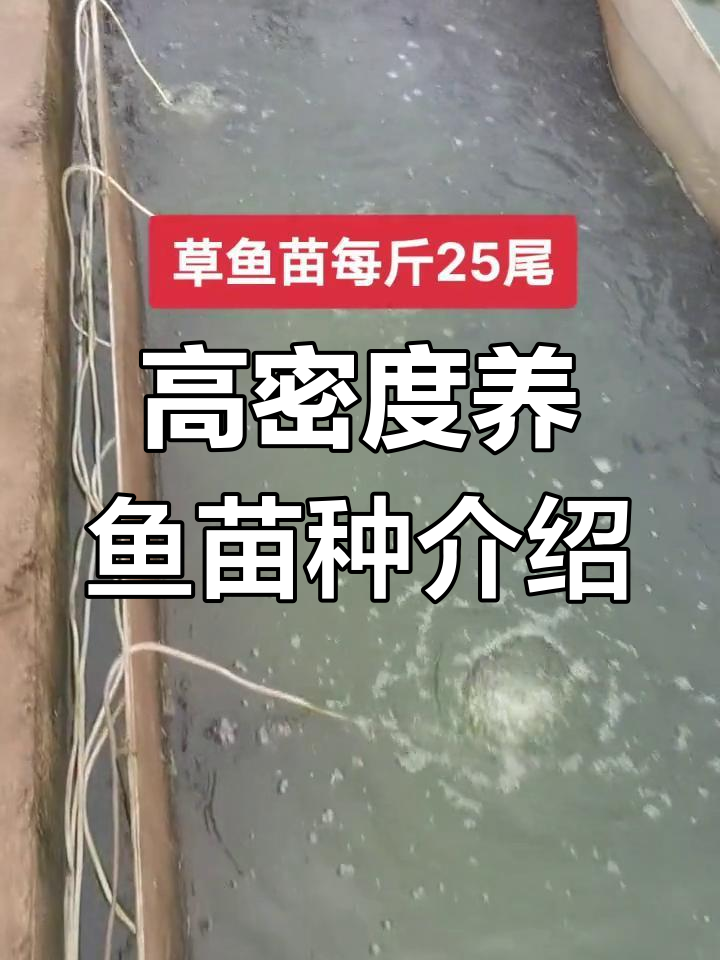 草鱼、鳙鱼等苗种全解析,高密度养殖必备知识