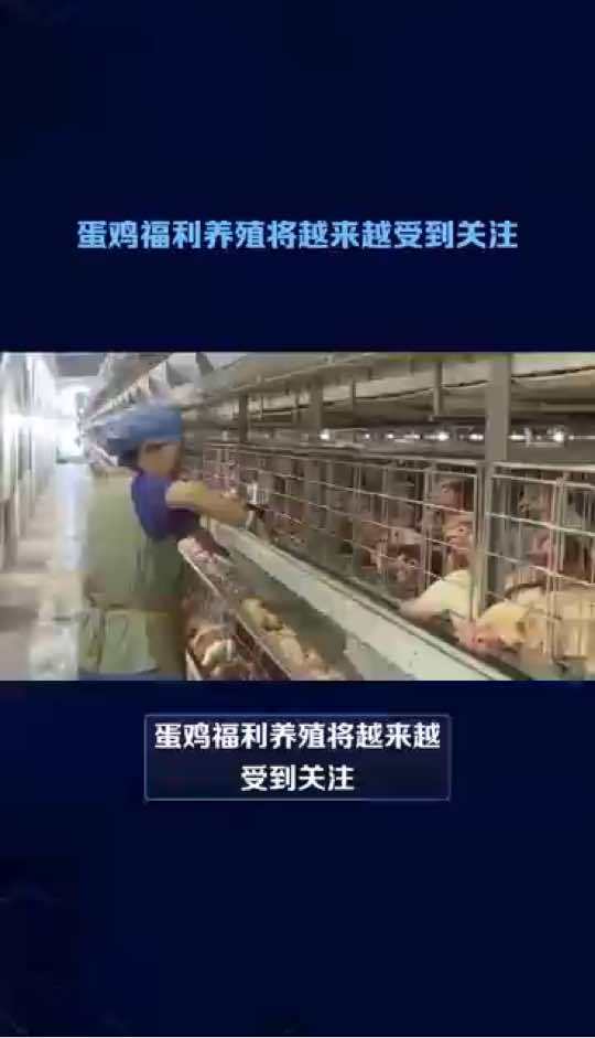 福利养鸡将越来越受到关注。福利养鸡 土鸡 散养鸡 非笼养蛋鸡 走地鸡