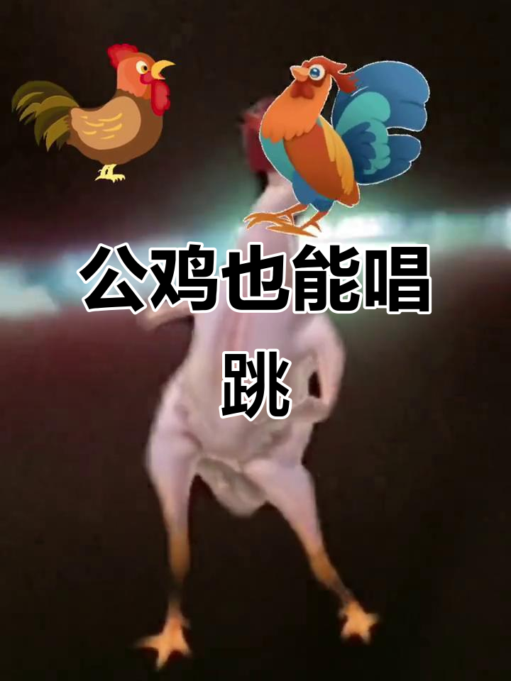 大公鸡唱歌跳舞,太有趣了!