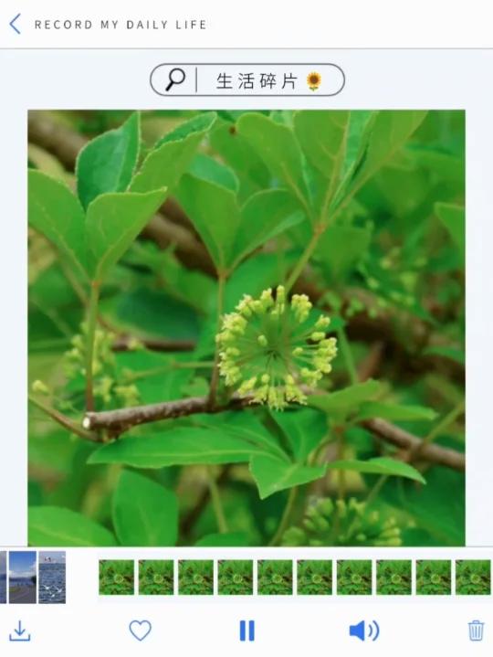 魅力中草药每日一药之五加皮,全景展示药材从田间到药房的生命历程!药为医之魂,药材好、药才好
