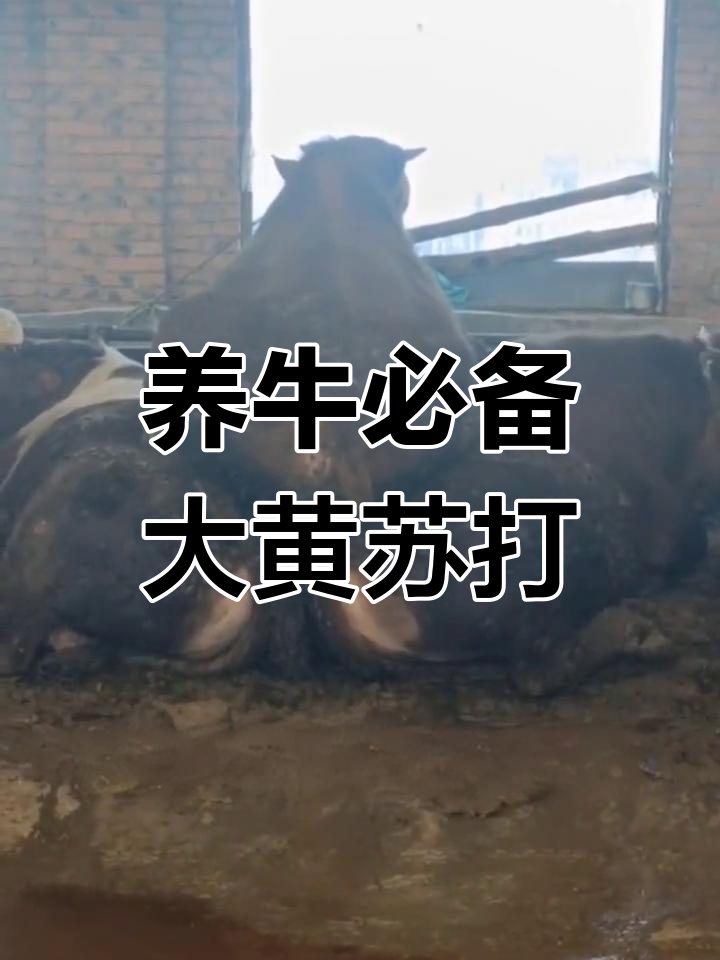 大黄苏打片在养牛中的神奇作用,助你解决常见疾病