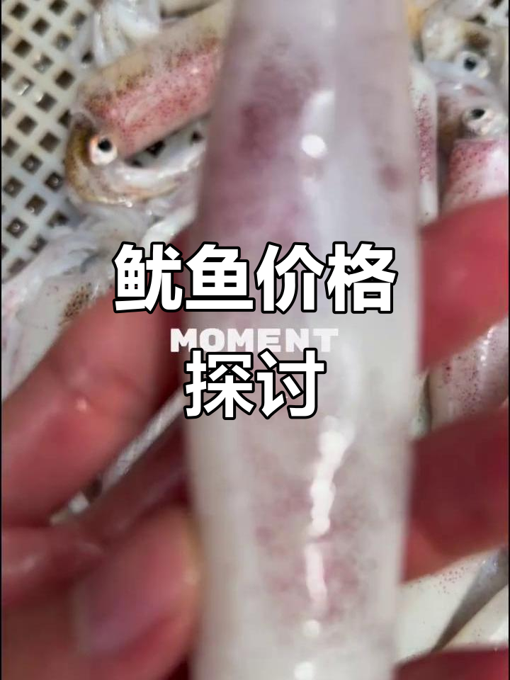 新鲜鱿鱼,45元一斤,你觉得贵吗?