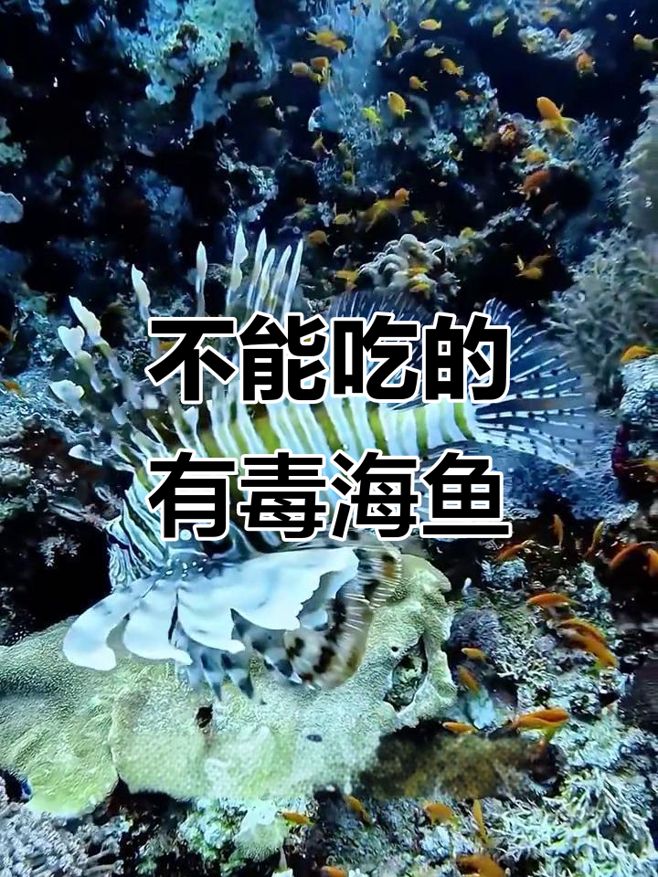 这些海鱼千万不能吃,剧毒无比!