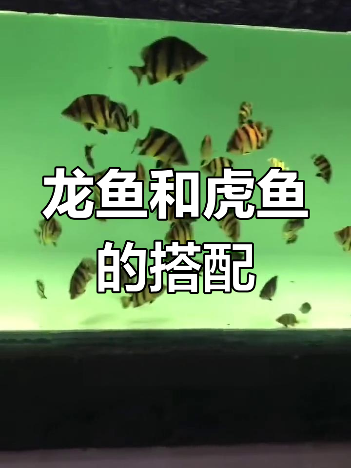 虎鱼与龙鱼混养尺寸指南
