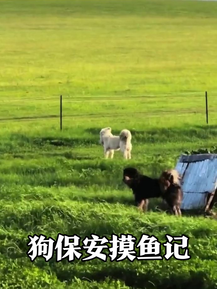 草原三狗组:白狗站岗黑狗摸鱼,主人生气扣工资
