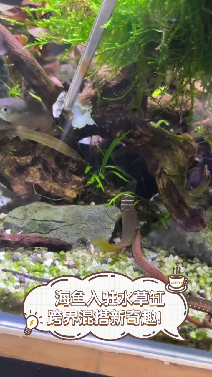 海鱼入驻水草缸,跨界混搭新奇趣!
