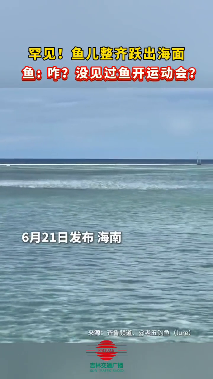 罕见!鱼儿整齐跃出海面