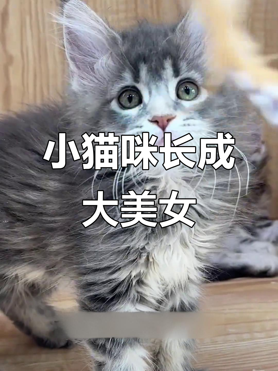 蓝虎缅因猫成长记:从小可爱到颜值担当