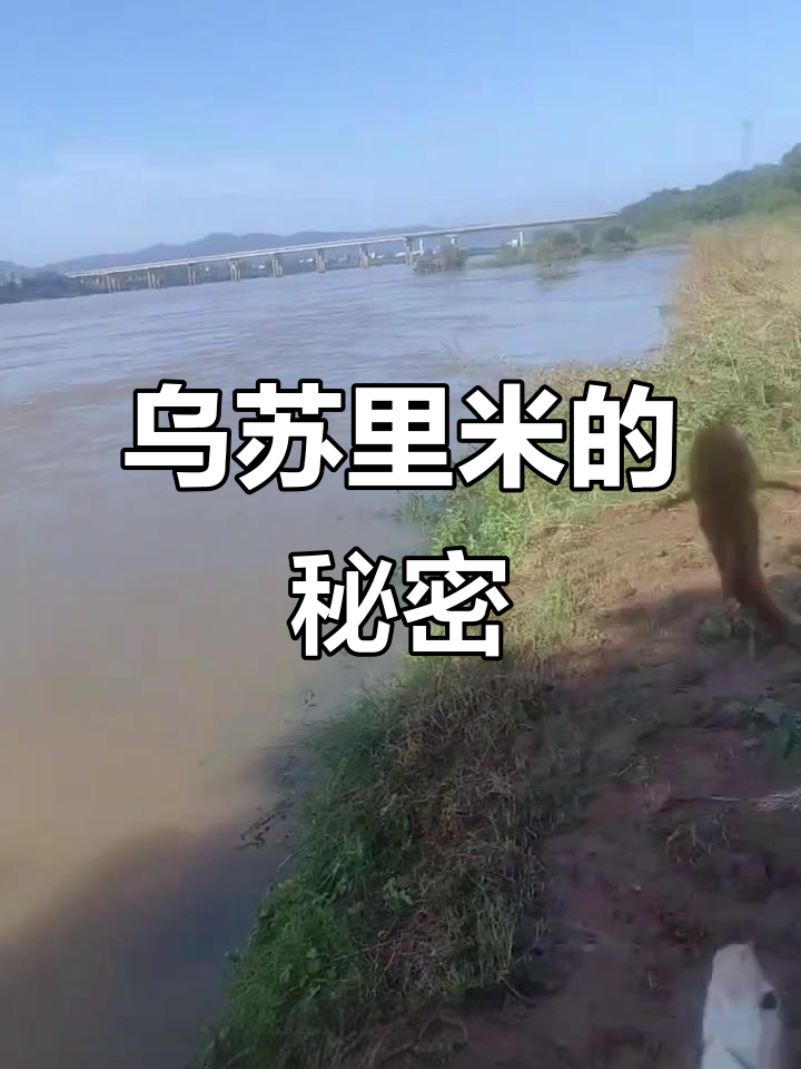 黑龙江乌苏里米:像黄辣丁又似牛尾巴,独特野生鱼类揭秘