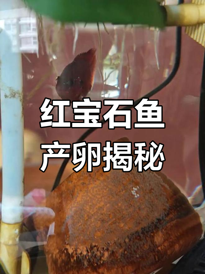 红宝石鱼产卵全过程,带你了解热带鱼的繁殖方式
