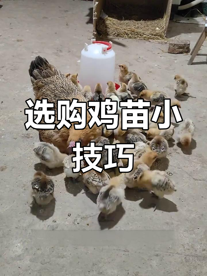挑选鸡苗有诀窍,母鸡选肉鸡品种,公鸡挑蛋鸡系列