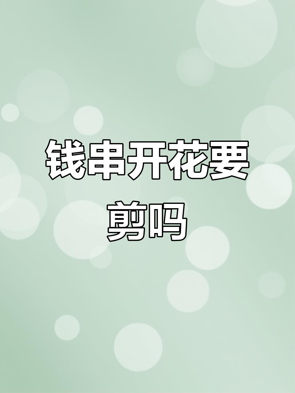 钱串开花怎么办?剪掉花和叶片,生长更旺盛