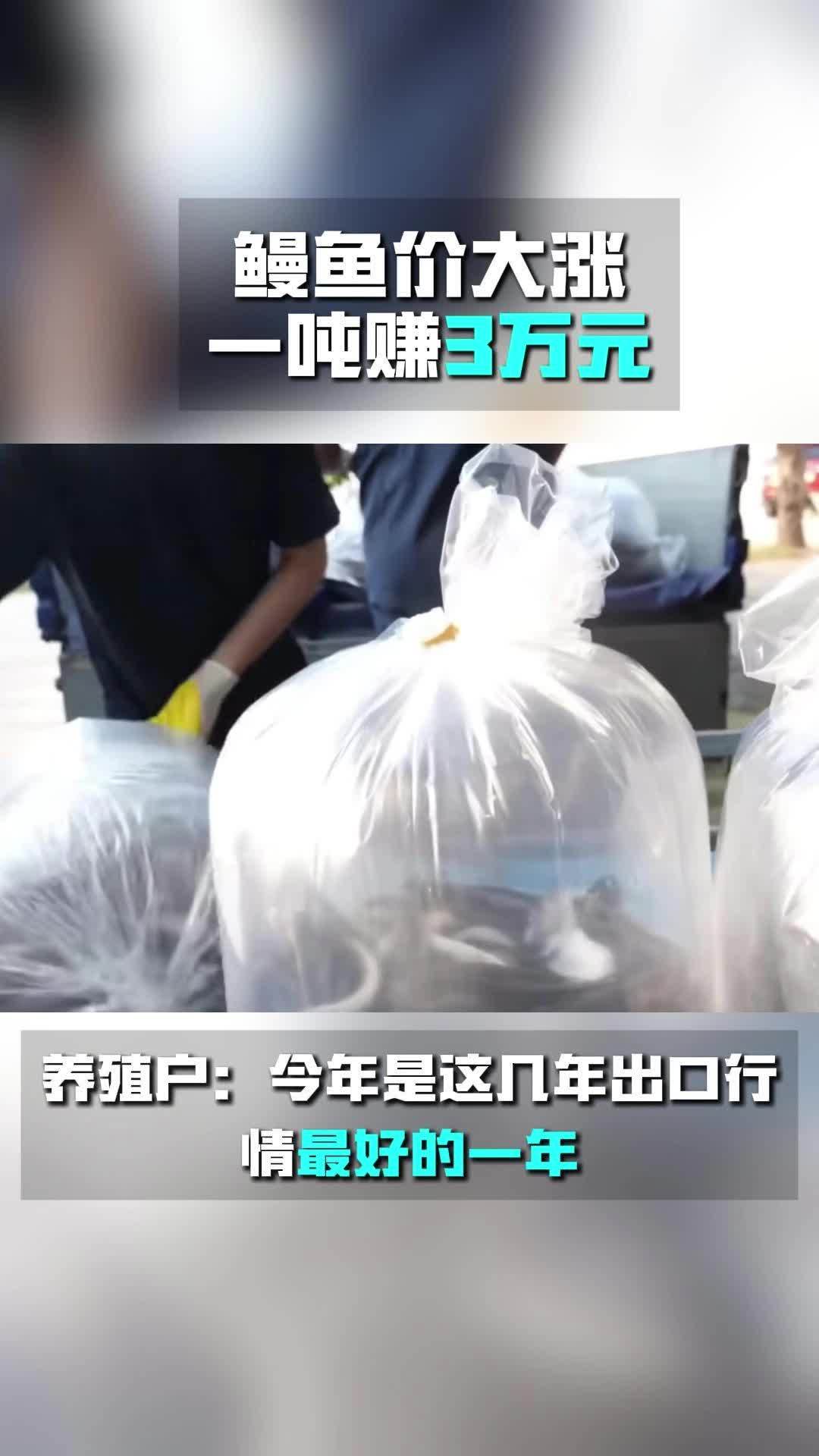 活鳗出口日本迎旺季 供不应求价格上涨 鳗鱼 水产养殖