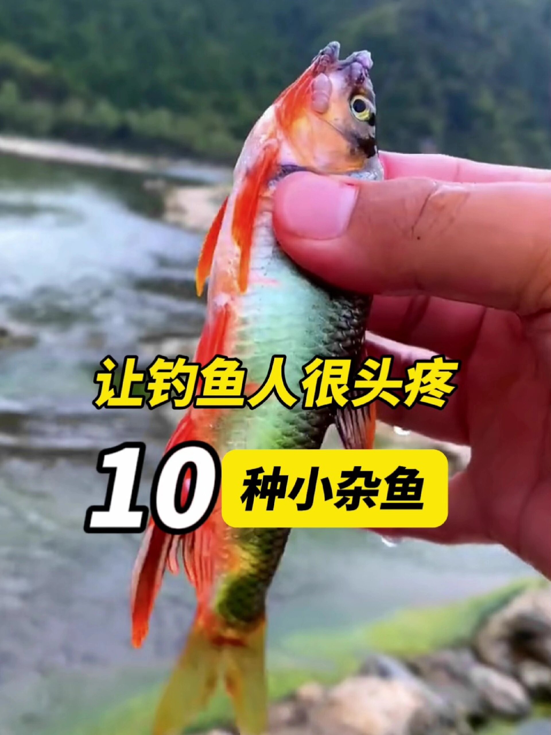 让钓鱼人头疼的10种小杂鱼