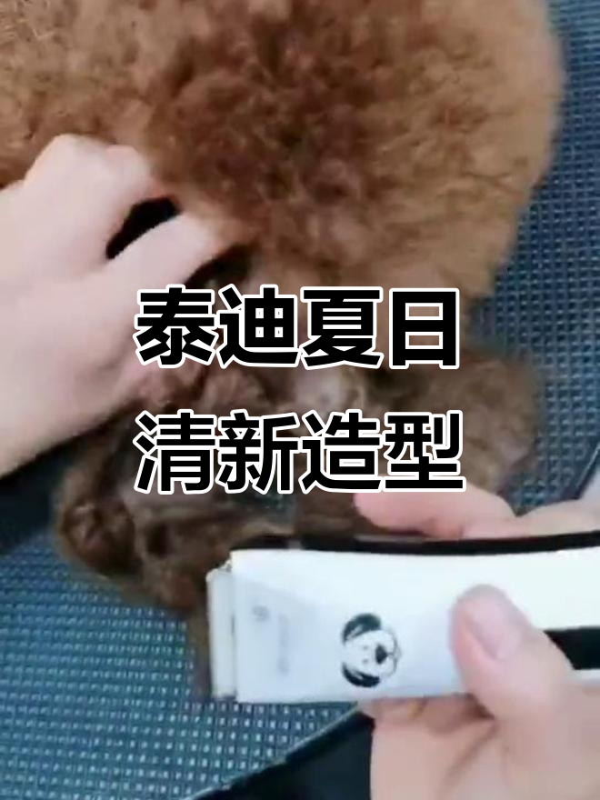 给泰迪狗狗做清凉小洋装,简单又可爱