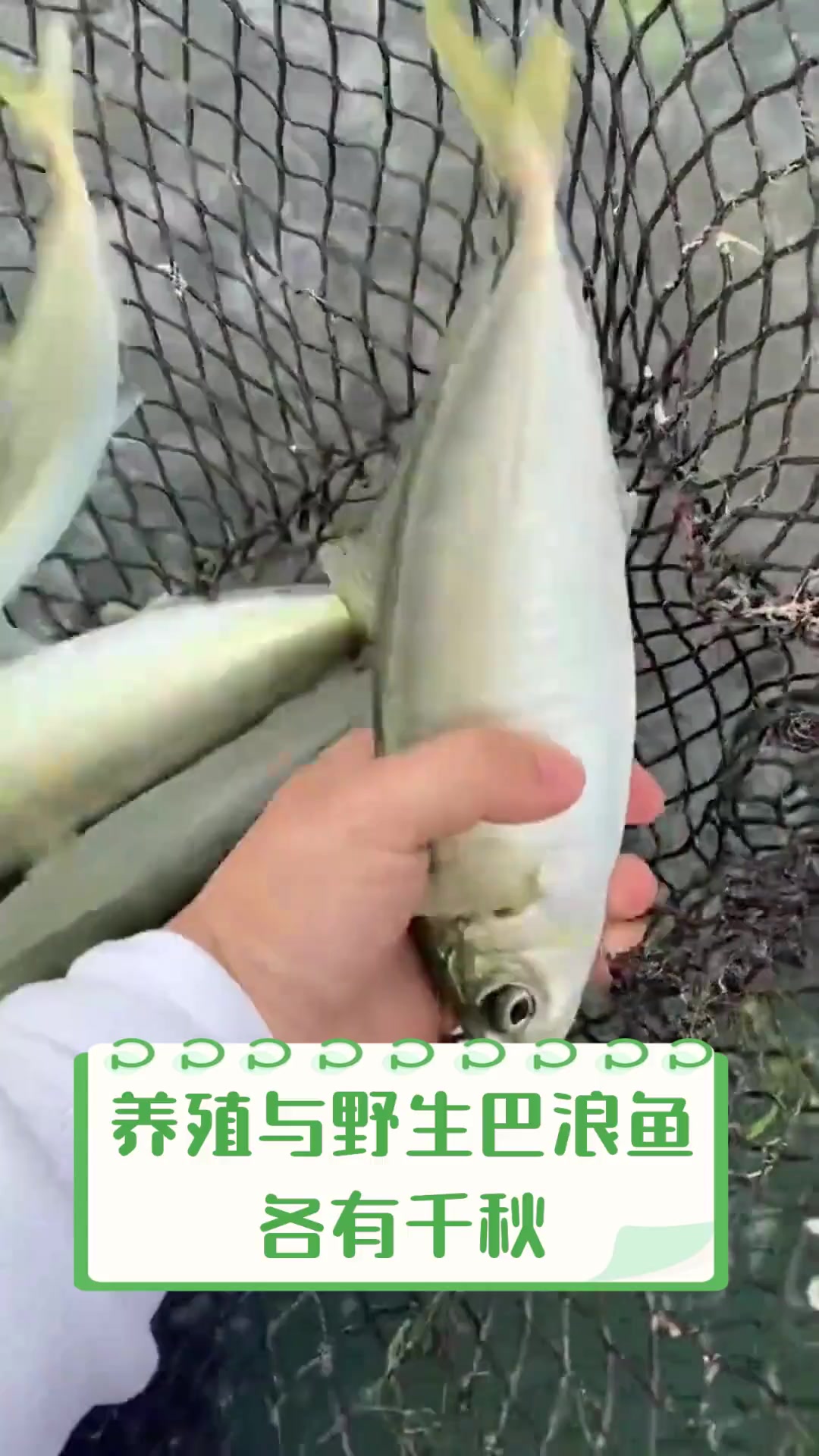 养殖与野生巴浪鱼,各有千秋
