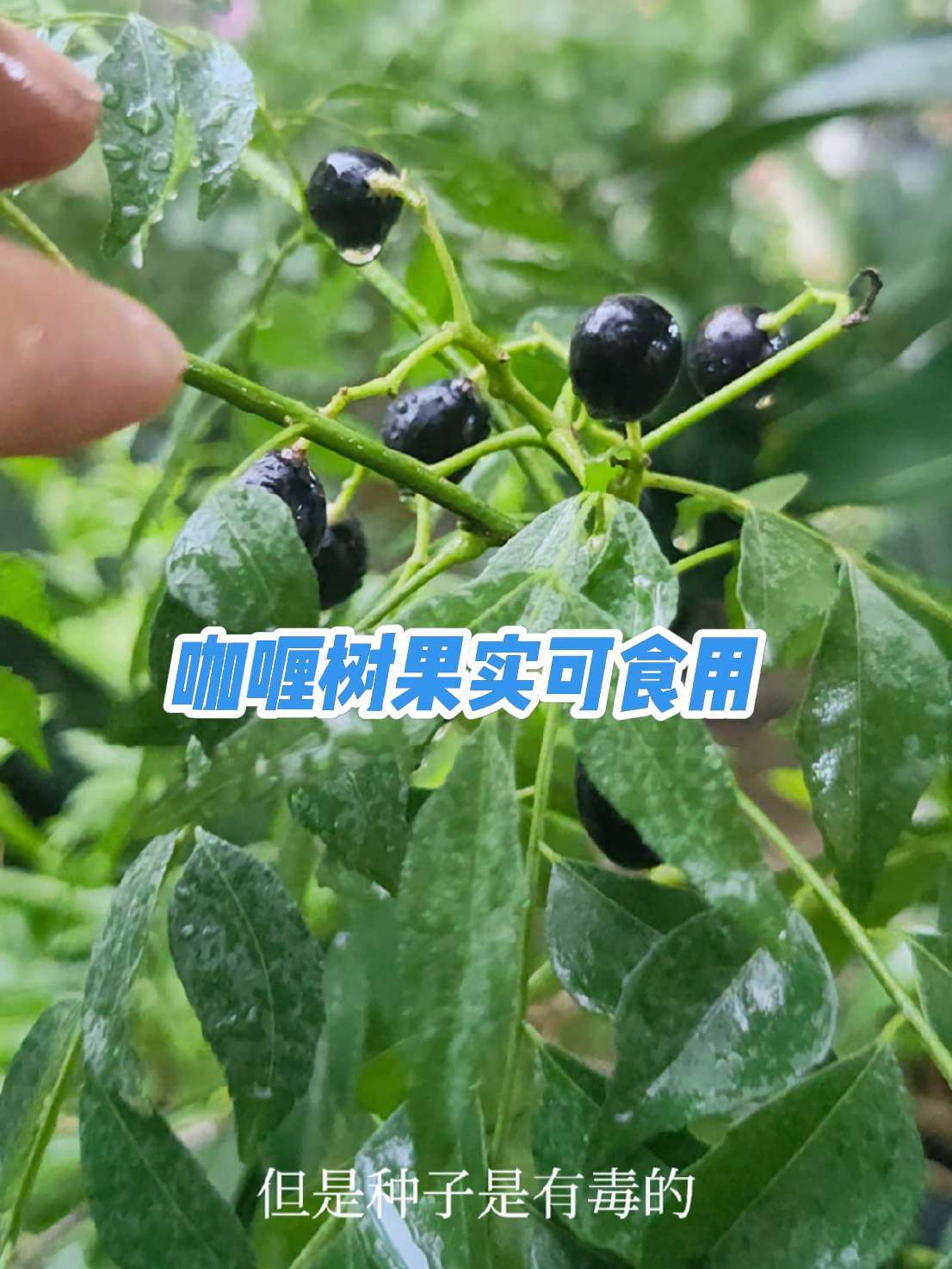 植物科普 咖喱树 香草植物咖喱树(Murraya koenigii (L.)  