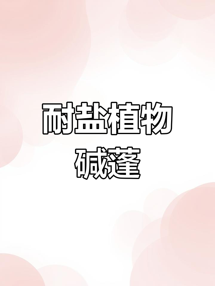 碱蓬草:盐碱滩上的顽强生命