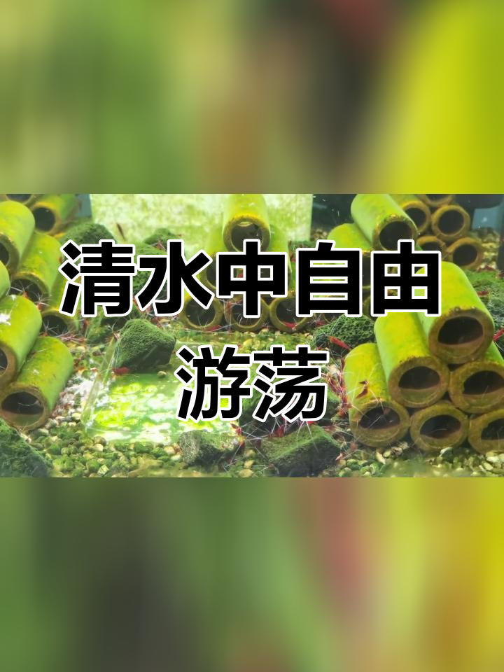 苏虾血樱桃的悠闲生活,白须飘逸