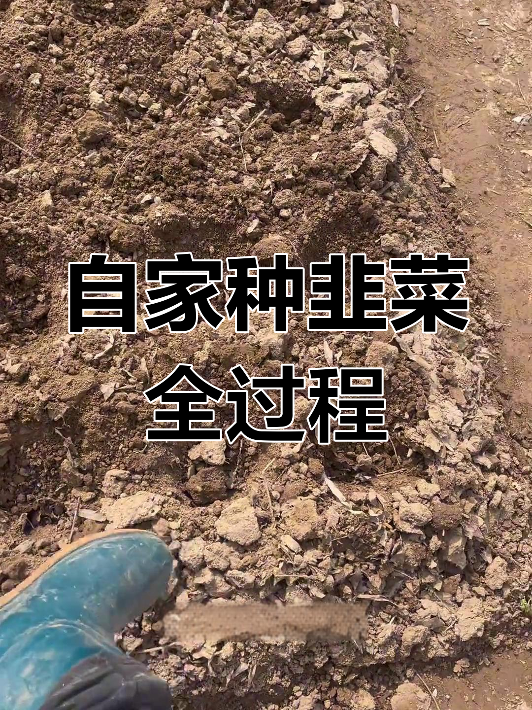 南京韭菜种植记:从挖洞到浇水,全程记录