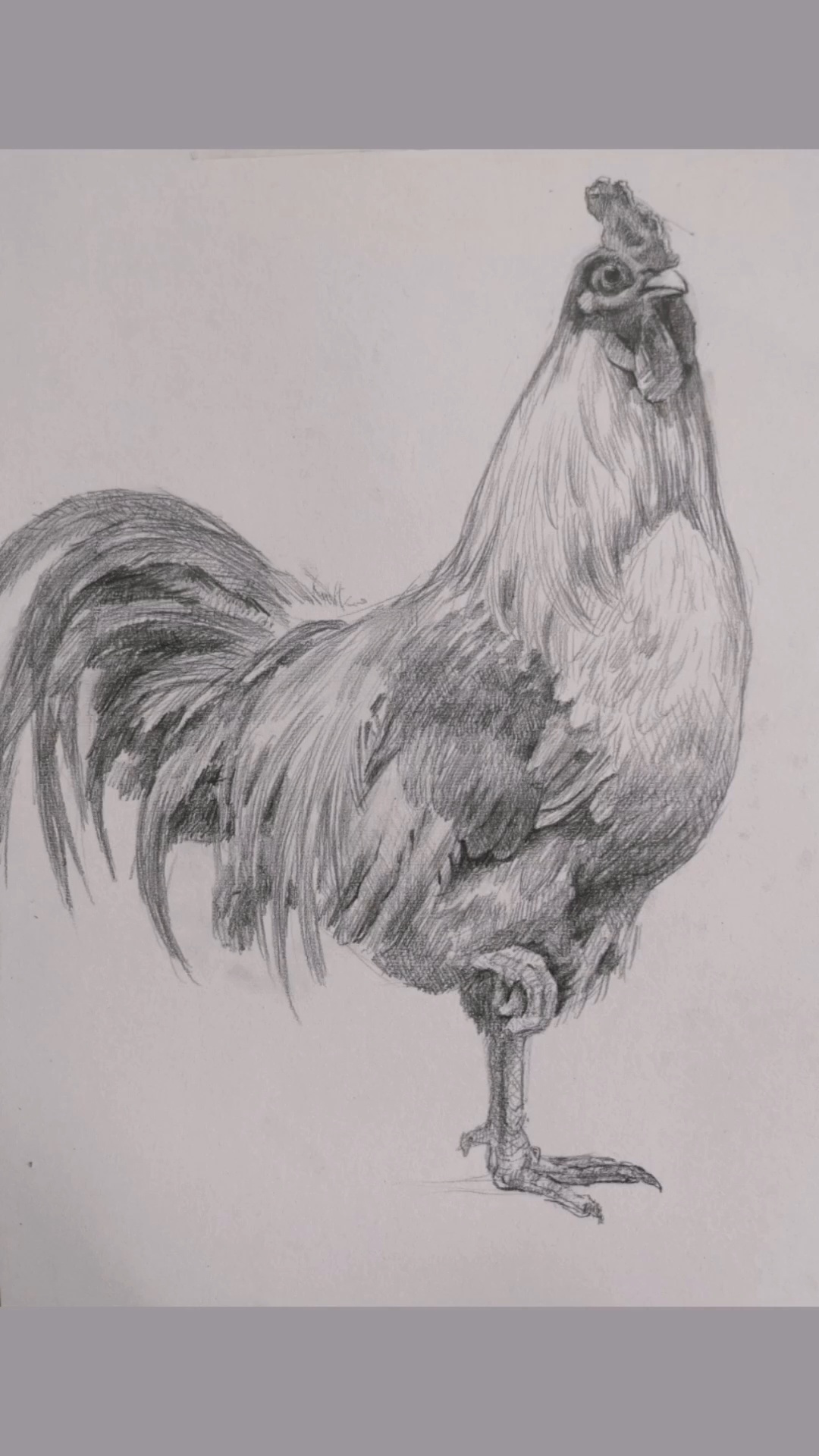 素描画公鸡
