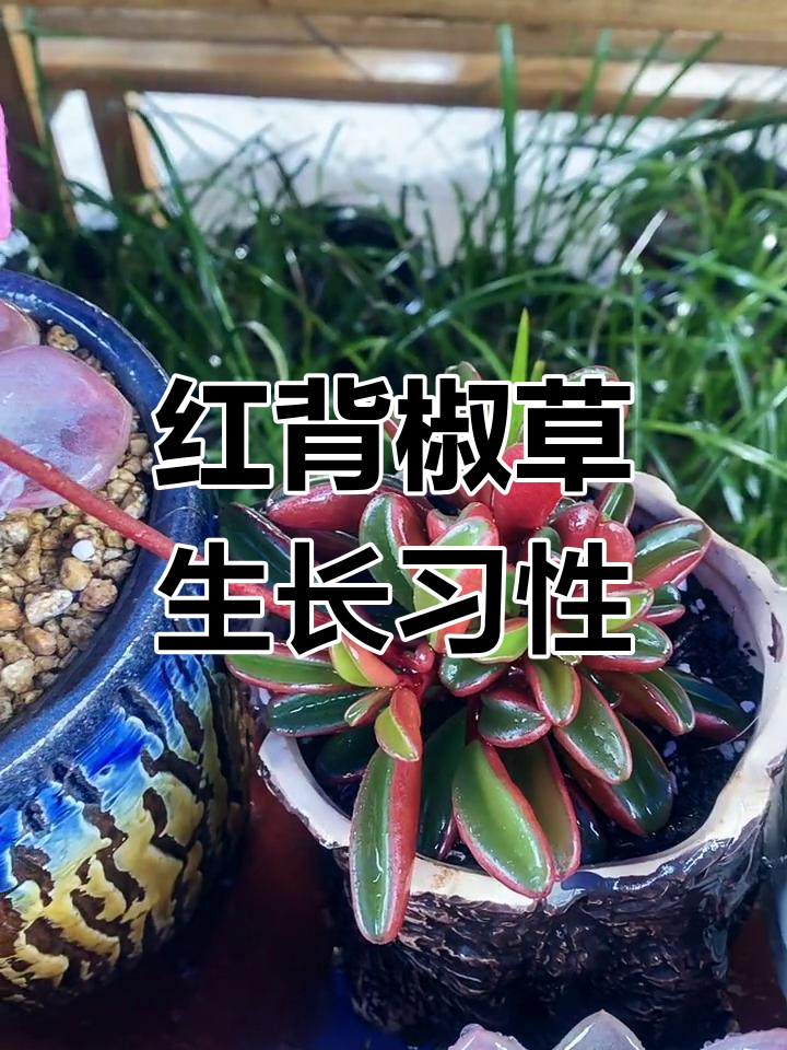 红背椒草喜阴凉,散光环境最适宜