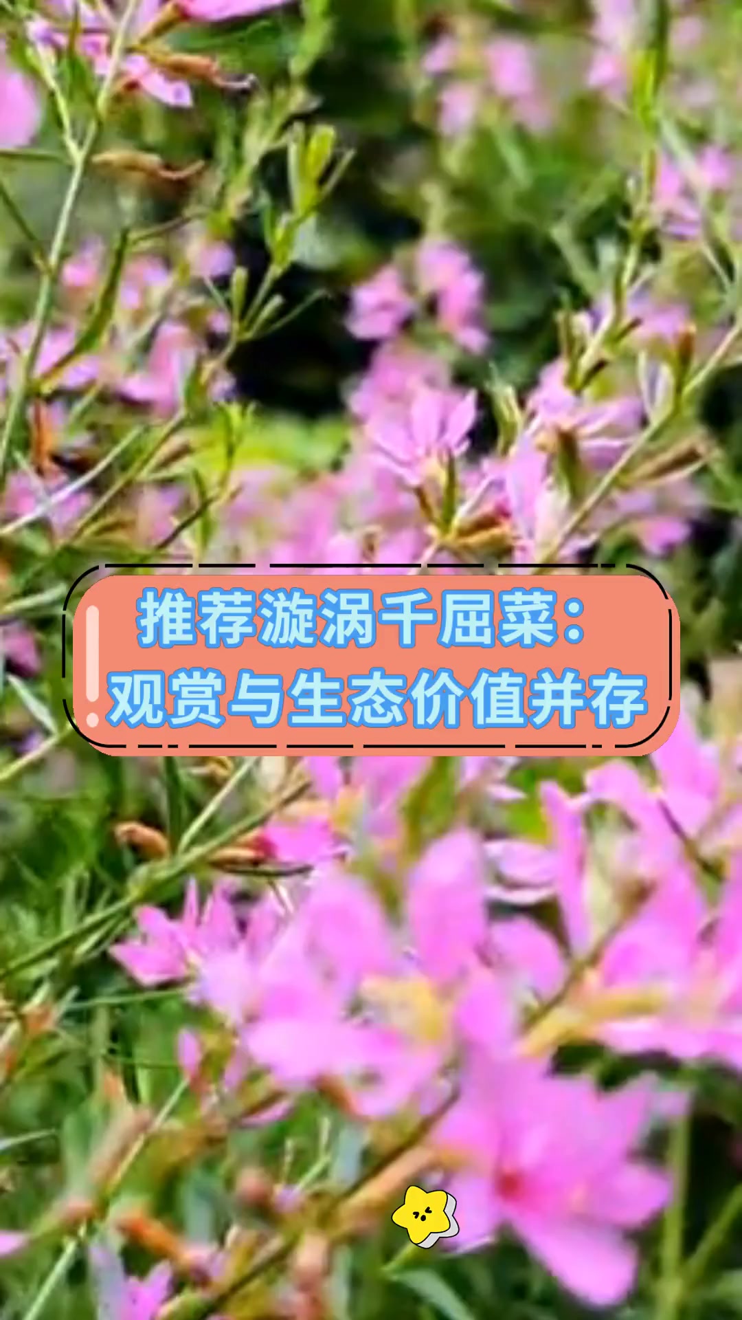 推荐漩涡千屈菜:观赏与生态价值并存