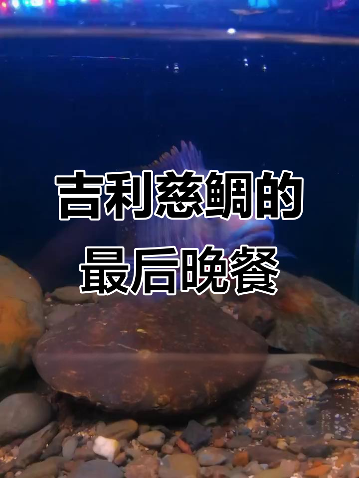 吉利慈鲷的最后一餐,鱼缸里的惊险追逐