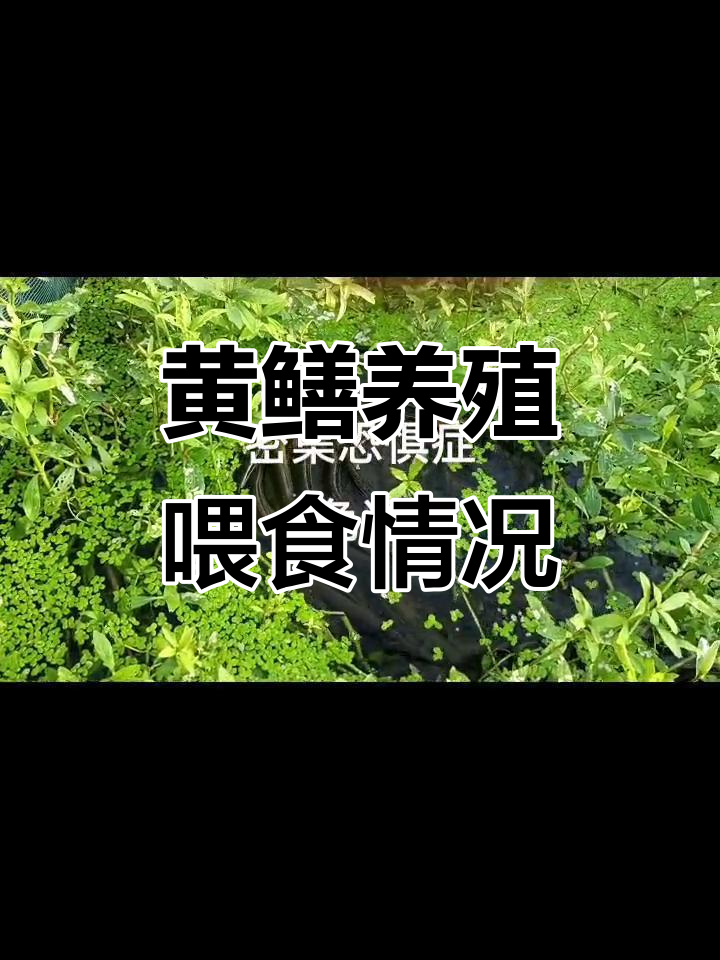 黄鳝养殖网箱喂食,看这苗子长势如何