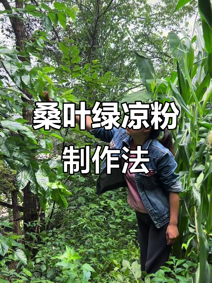 桑叶做神仙豆腐,清凉又美味!